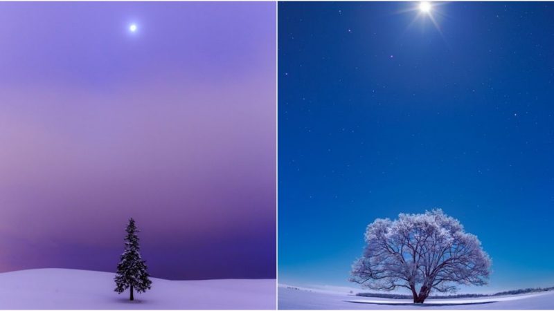 Snowy Sanctuaries: Discovering the Resilient Trees of the Tundra