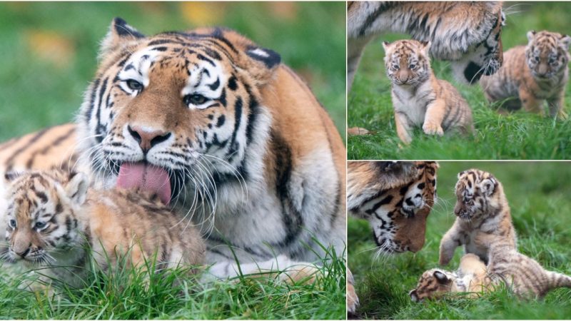 Heartwarming Sight: Amur Tiger Cubs Delight Visitors as They Play with Mom