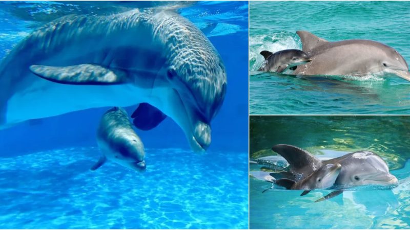 Exploring the Seas: Baby Common Bottlenose Dolphins’ Aquatic Exploration