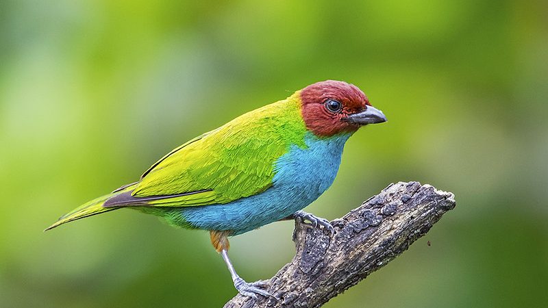 Discovering the Mesmerizing Bay-Headed Tanager: A Bird of Vibrant Splendor