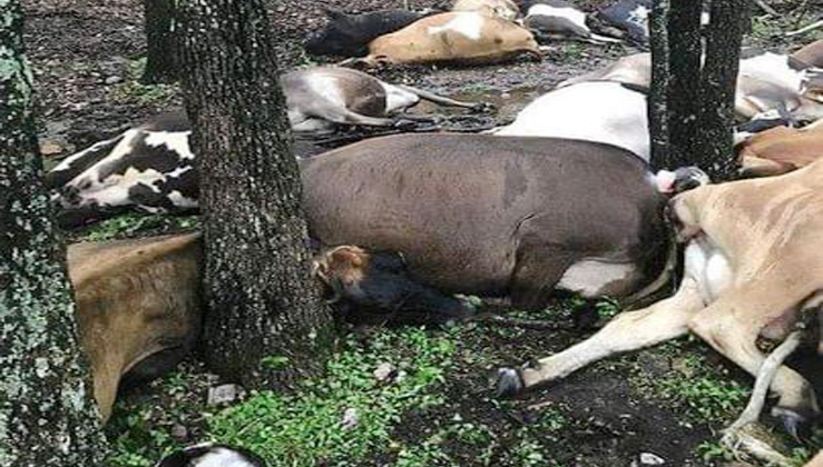 Farmer Finds Pasture Empty, Sees All 32 Dead Cows In One Big Pile