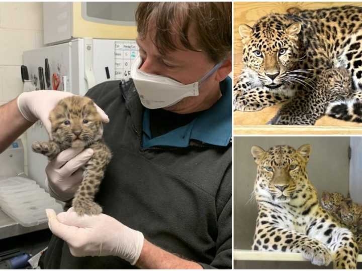 Saint Louis Zoo Welcomes Birth of Two Critically Endangered Amur Leopard Cubs